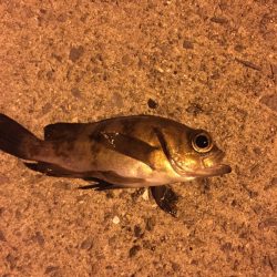 アジング　メバリング